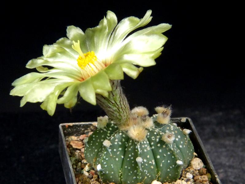 Plant with flower
